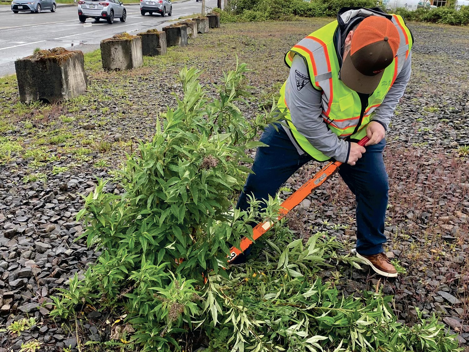 Lewis County Noxious Weed Control Board Program Coordinator Charles Edmonson uses a weed wrench to remove a large invasive weed by the roots.